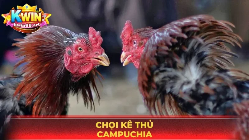 Trải nghiệm chọi kê Campuchia